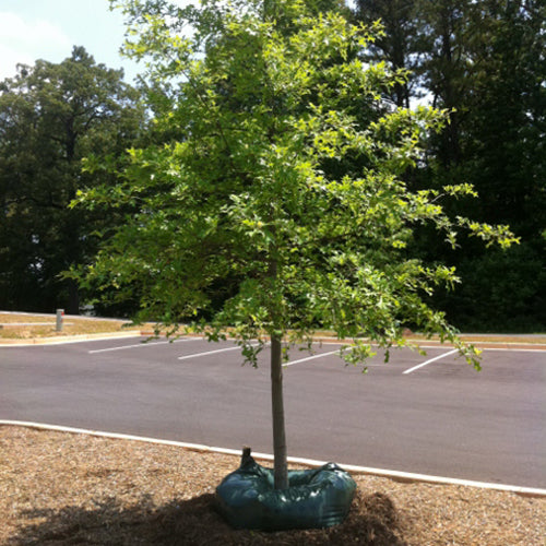 BlueStone Garden - Ooze Tube Tree Watering Bags - 25 Gallon